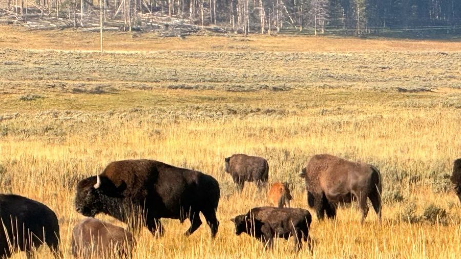 Bison, Yellowstone